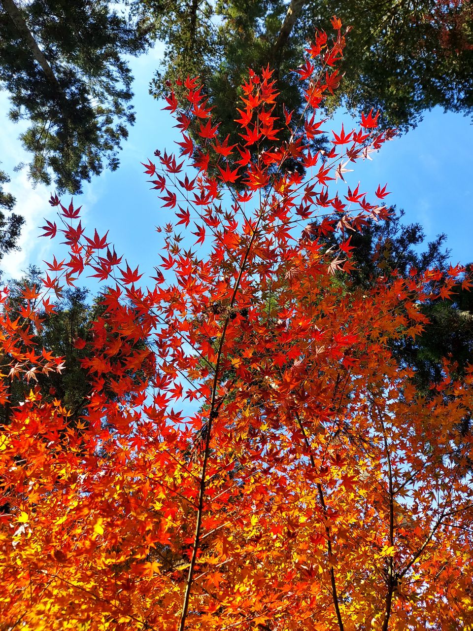紅葉