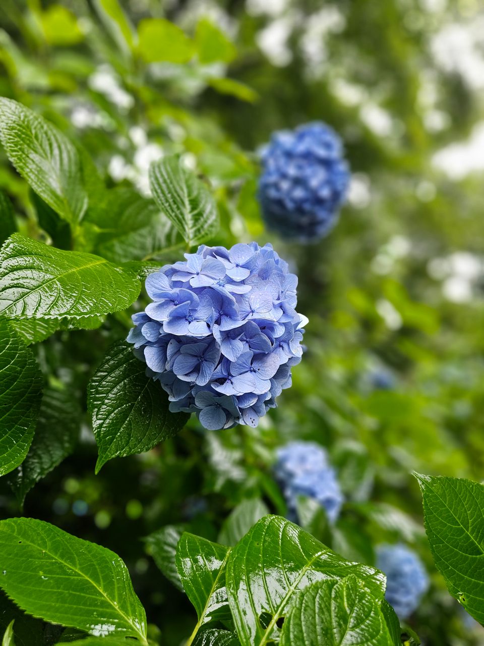 鎌倉