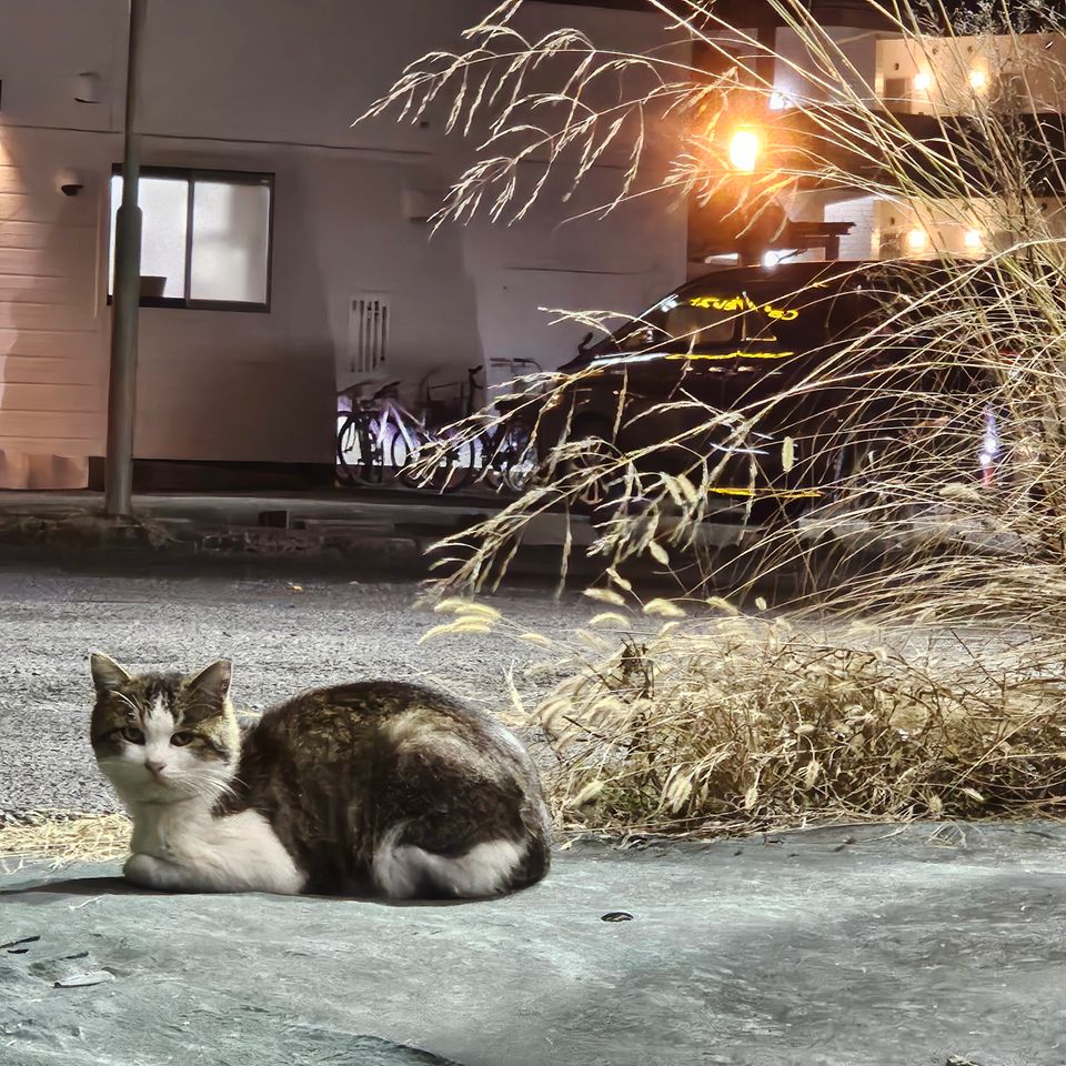 猫
