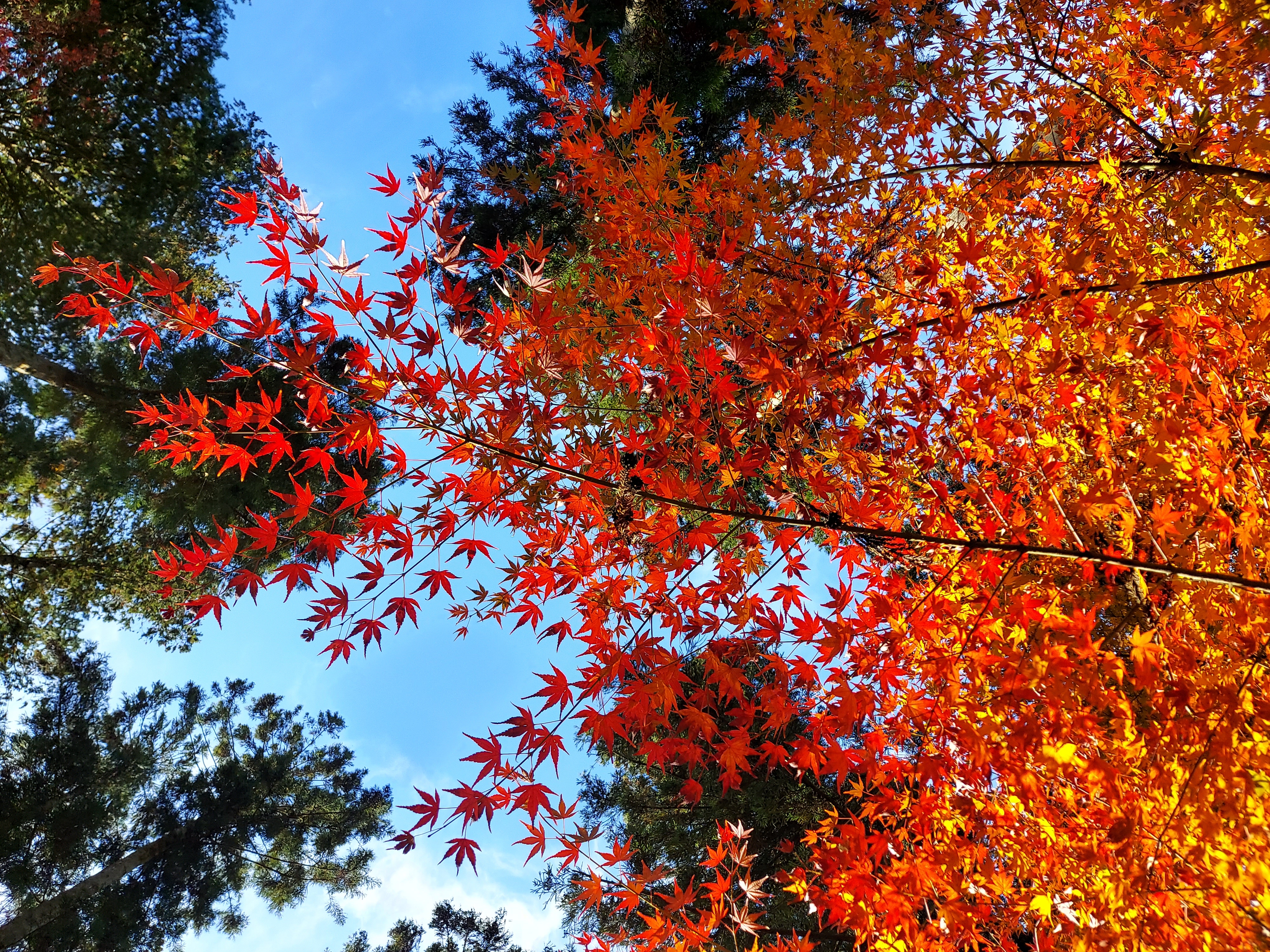 Autumn leaves