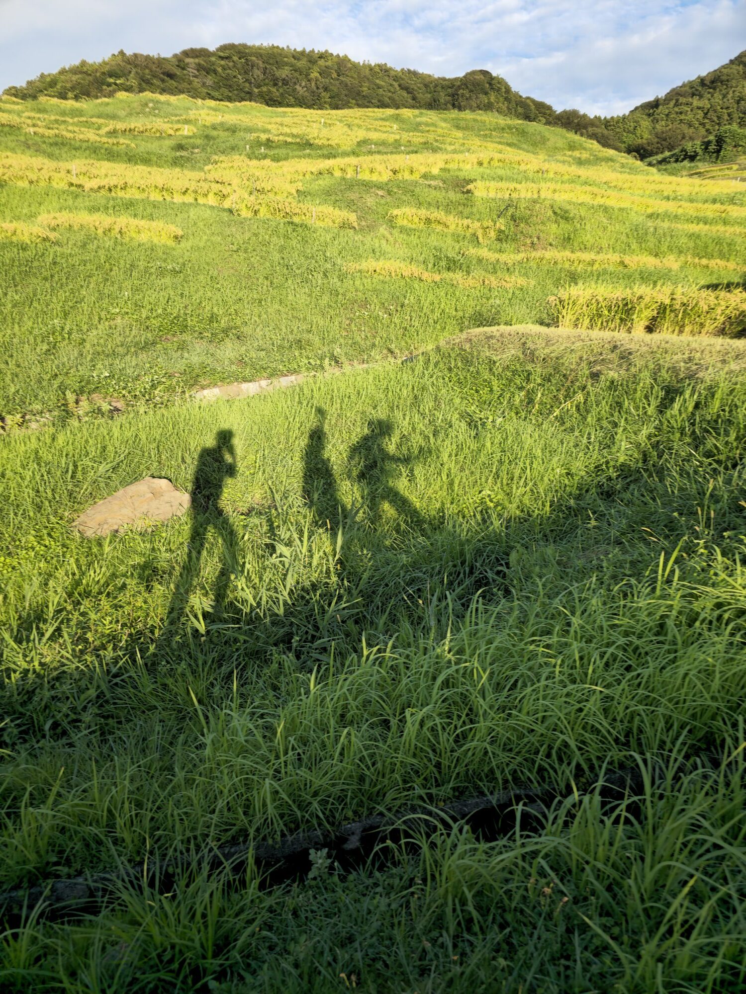 Senmaida terraced rice paddies