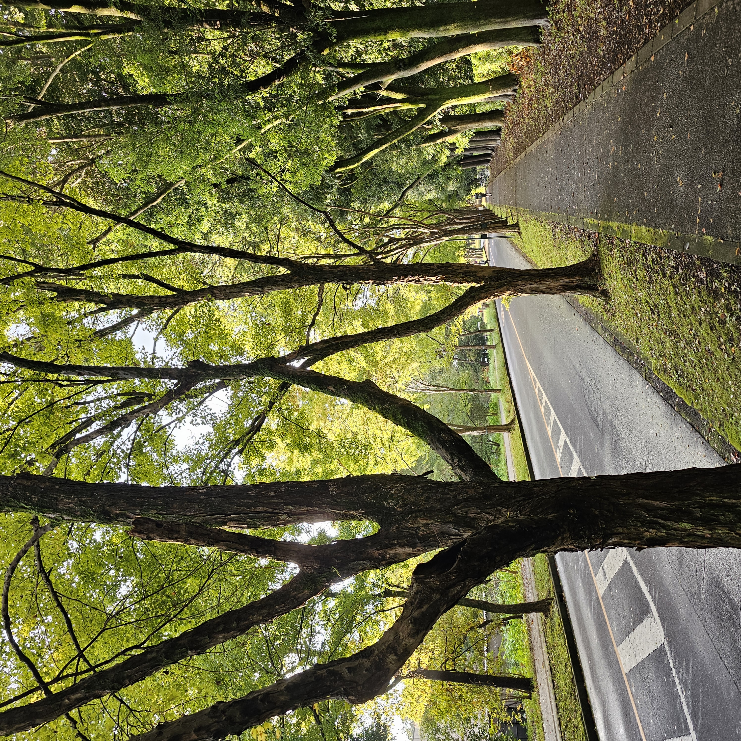 Morning in Tsukuba