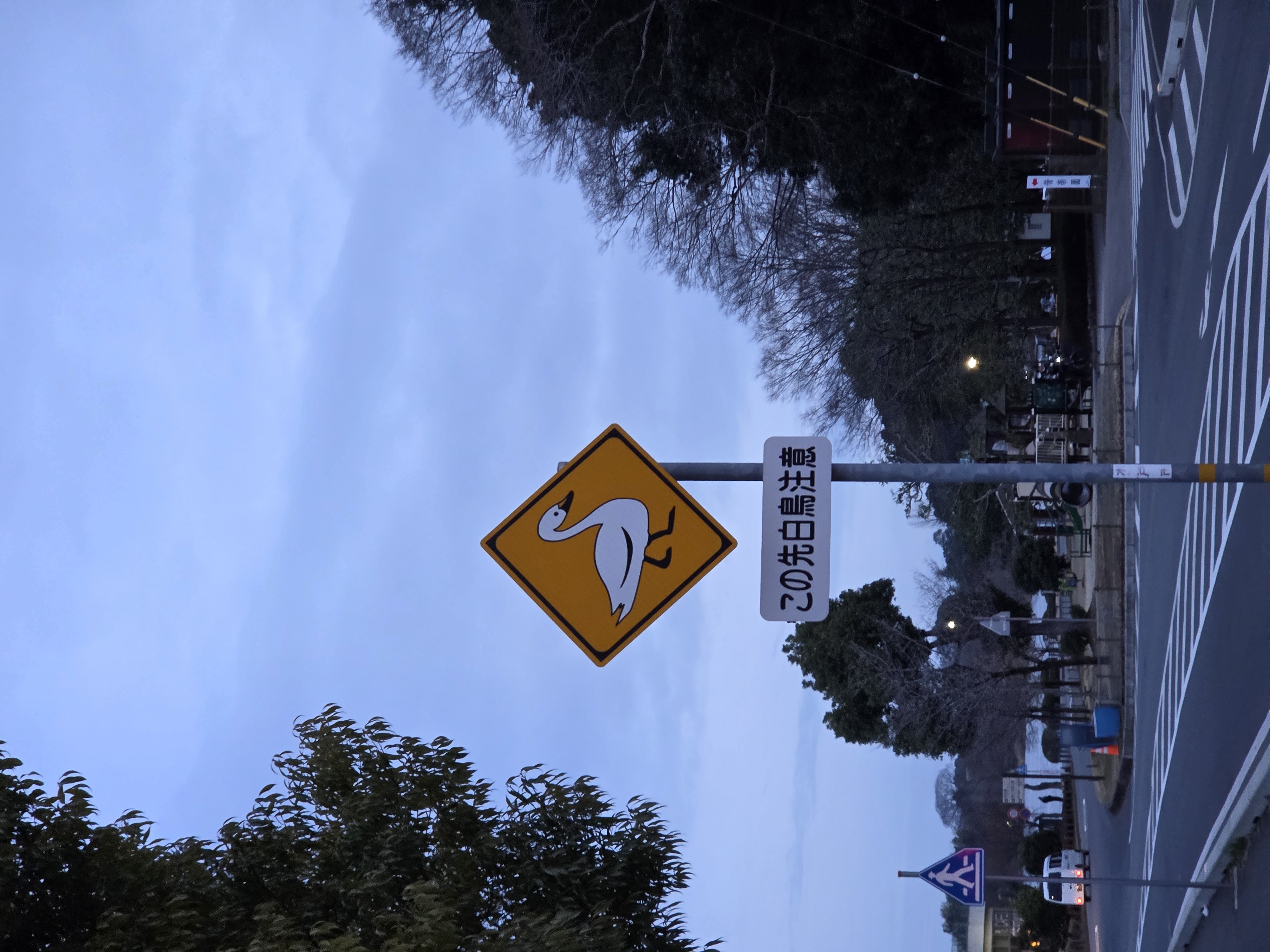 Watch for Swans Ahead